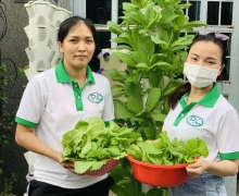 Mách bạn địa chỉ bán thủy canh trụ đứng hồi lưu uy tín, chất lượng