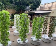 4 loại rau trồng thuỷ canh trụ đứng siêu ngon