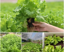 TRỒNG RAU THỦY CANH VÀ TRỒNG RAU THỔ CANH CÓ GÌ KHÁC NHAU