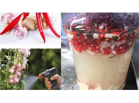 CÁC LOẠI SÂU BỆNH TRÊN RAU THỦY CANH VÀ CÁCH KHẮC PHỤC KHÔNG CẦN DÙNG THUỐC