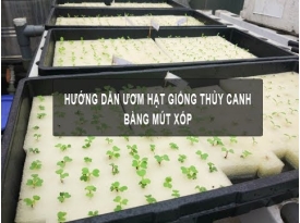 CÁCH ƯƠM HẠT GIỐNG THUỶ CANH BẰNG MÚT XỐP HIỆU QUẢ 100%