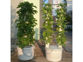 COMBO 2 TRỤ KHÍ CANH THỦY CANH 66 RỌ VÀ 36 RỌ