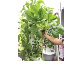 ĐẶC ĐIỂM QUY TRÌNH TRỒNG RAU THỦY CANH TRỤ ĐỨNG
