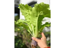 DỊCH VỤ THIẾT KẾ LẮP ĐẶT MÔ HÌNH TRỒNG RAU THỦY CANH GIÁ RẺ THEO YÊU CẦU