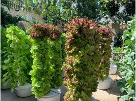 Dịch Vụ Trồng Rau  Thủy Canh Tại Nhà