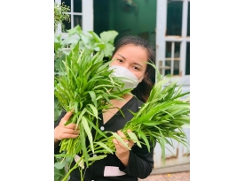 HƯỚNG DẪN CÁCH TRỒNG RAU MUỐNG THỦY CANH TRỤ ĐỨNG
