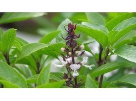 NHỮNG LOẠI CÂY TRỒNG THỦY CANH PHỔ BIẾN NHẤT HIỆN NAY