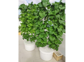 Những lưu ý cho người bắt tay vào trồng rau thủy canh