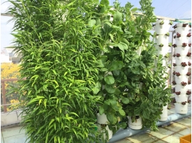 TRỒNG RAU THỦY CANH TRỤ ĐỨNG VÀ NHỮNG CÂU HỎI THƯỜNG GẶP 