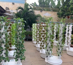 LỢI ÍCH TRỒNG RAU THỦY CANH TRỤ ĐỨNG