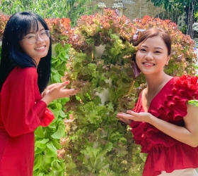 Tìm hiểu về cách trồng rau trụ thuỷ canh thẳng đứng