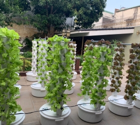 4 loại rau trồng thuỷ canh trụ đứng siêu ngon