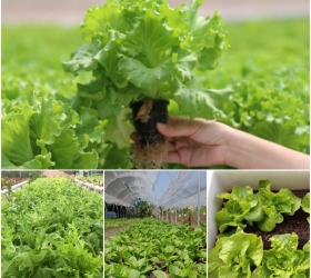 TRỒNG RAU THỦY CANH VÀ TRỒNG RAU THỔ CANH CÓ GÌ KHÁC NHAU